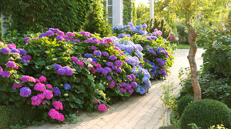 Brightly colored hydrangea plants along a path