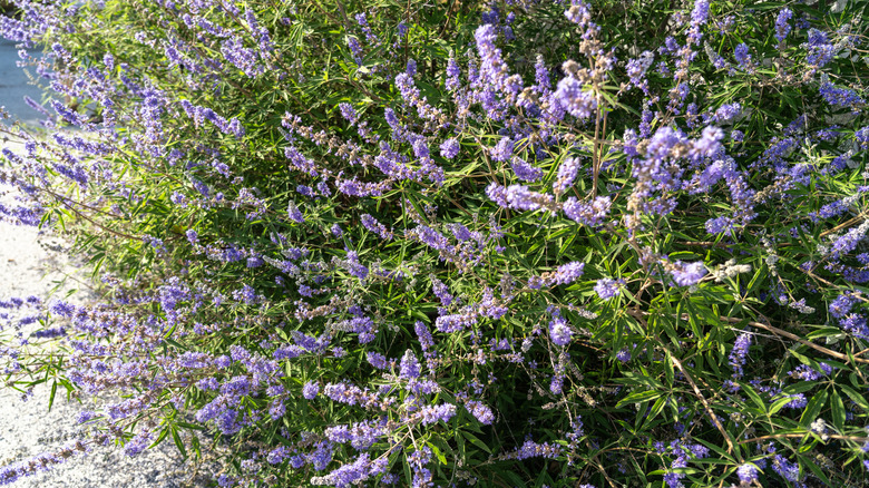 A large, flowering purple chaste tree