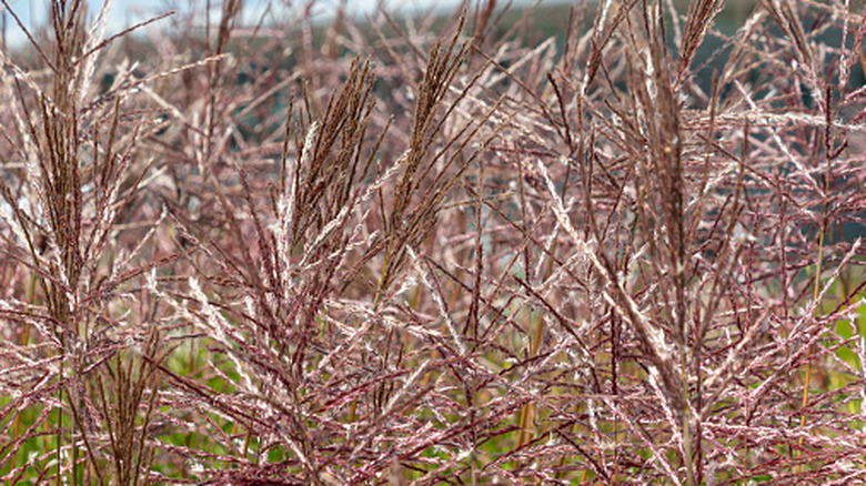 A close up of brown Miscanthus grass