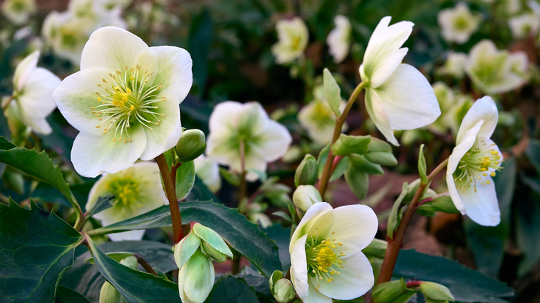 A close up of white and green hellebore flowers