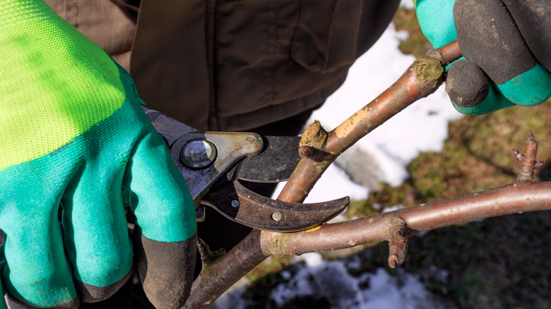 Gloved hands pruning a branch in the winter
