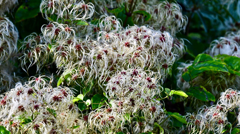 White and maroon late summer clematis flowers