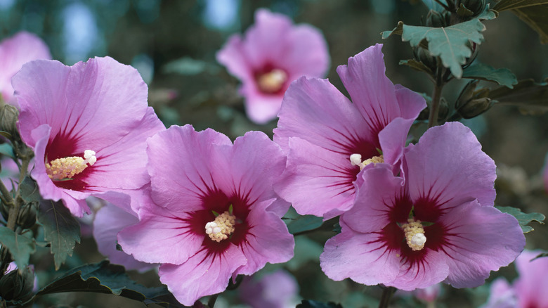A close up of pink rose of Sharon flowers