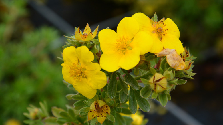 Bright yellow flowers on shrubby potentilla