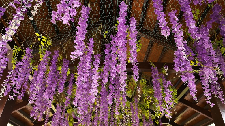 Wisteria frutescens hang on a pergola shelf