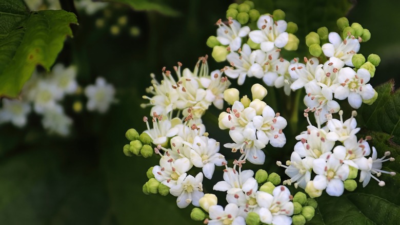 Flowers on a Arrowwood viburnum shrub