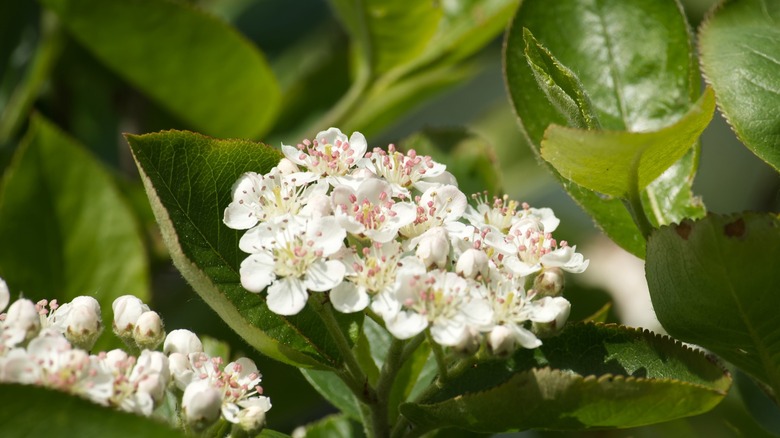 Blooming Aronia melanocarpa in closeup