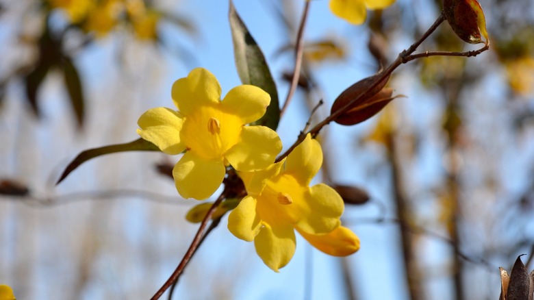 Yellow blooms of the Gelsemium sempervirens