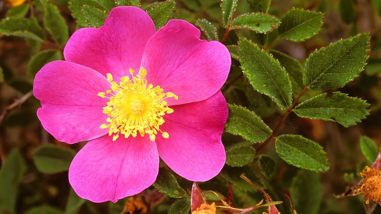 Close up of a Rosa carolina flower