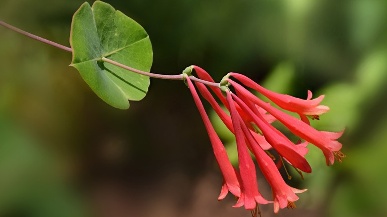 Close up of Lonicera sempervirens