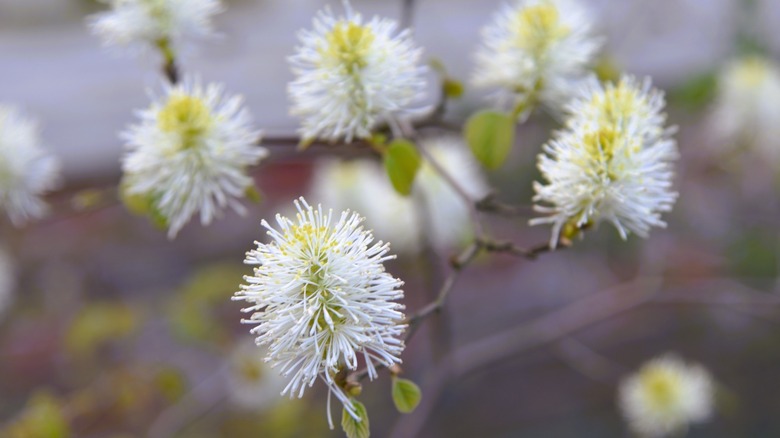 Close up of dwarf fothergilla