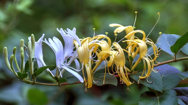 Close up of invasive Japanese honeysuckle