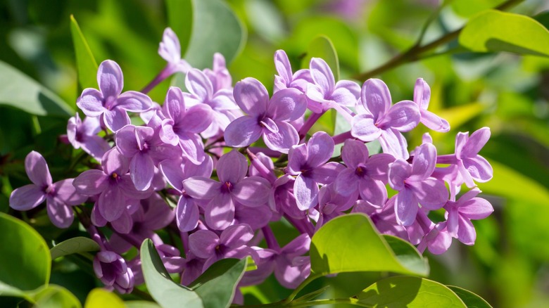 Purple flowers of common lilac in bloom.