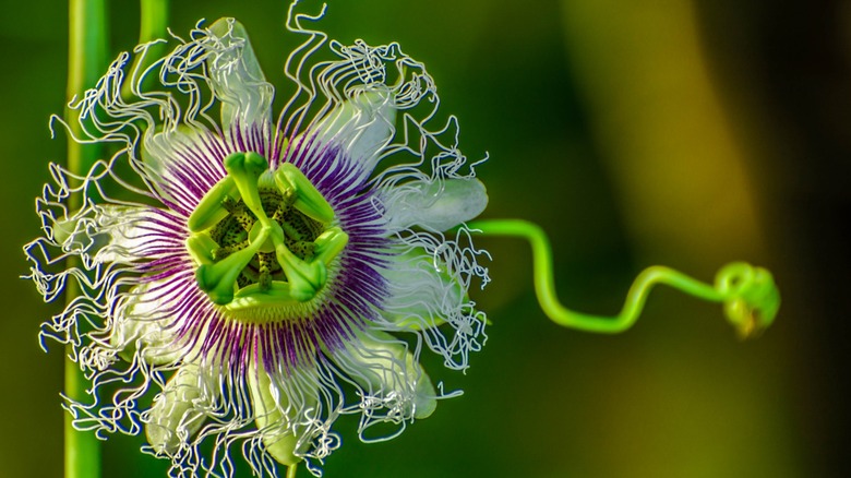 Close up shot of Passiflora incarnata flower