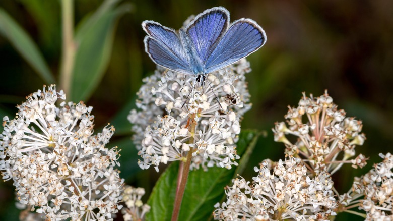 Close up shot of a butterfly on a Ceanothus americanus flower