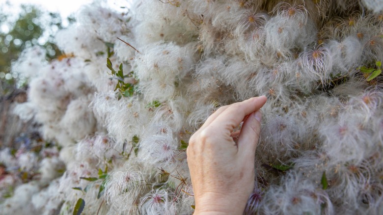 Hand touching the fluffy seeds of Clematis virginiana