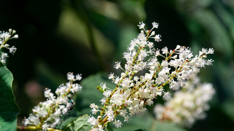 Close up of summersweet flowers