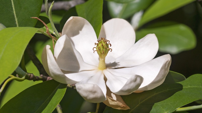 Close up shot of sweetbay magnolia flower