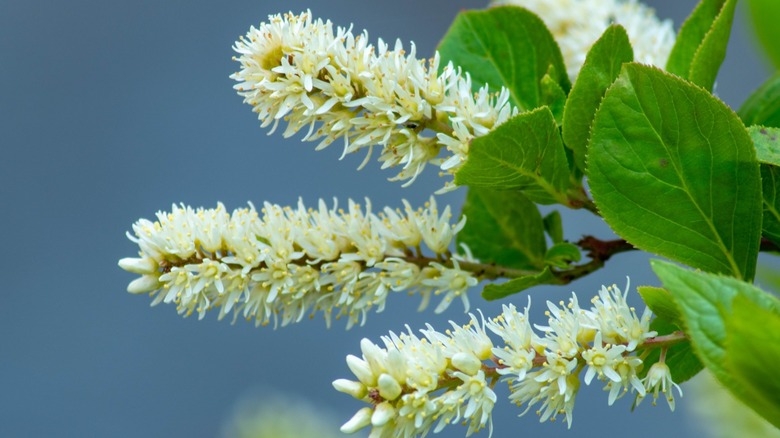 Close up shot of Itea virginica