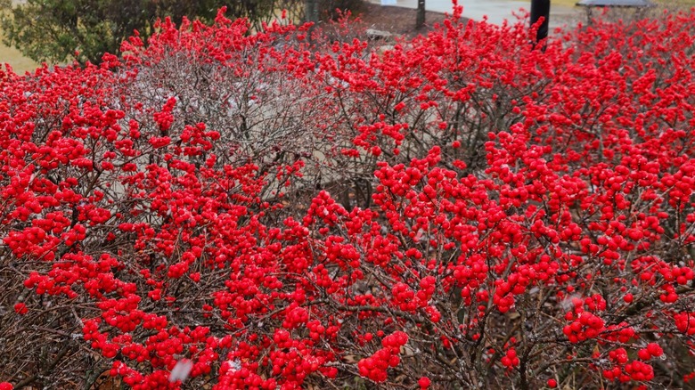 Close up on winterberry holly