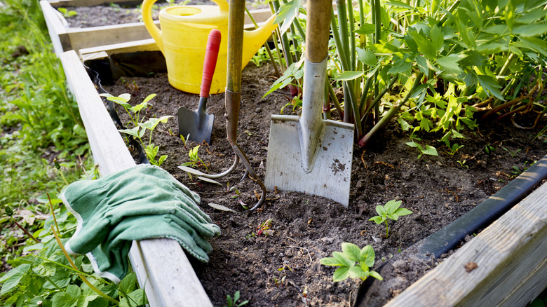 Short raised garden beds with gardening tools in them