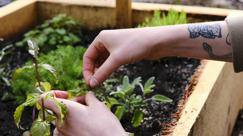Person working with herbs in a planter with different varieties