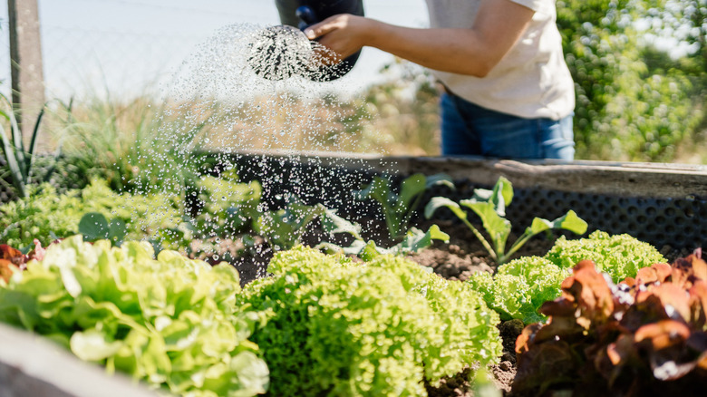 Gardener irrigating plants in a raised bed with a watering can