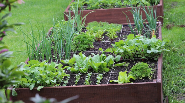 Raised garden beds with vegetables growing