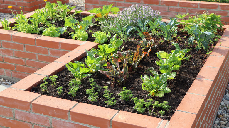 Plants placed close together in a raised garden
