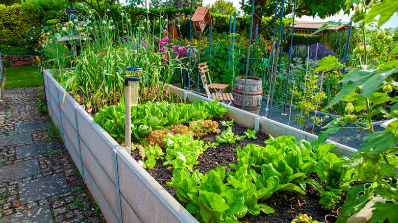Raised garden bed in a backyard