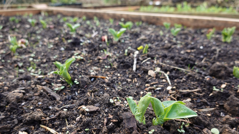 A wide raised garden bed with plants growing in it