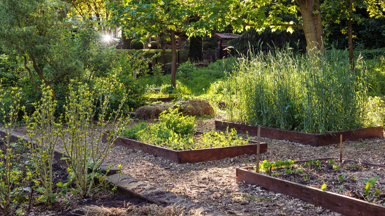 Raised garden beds with trees in the background