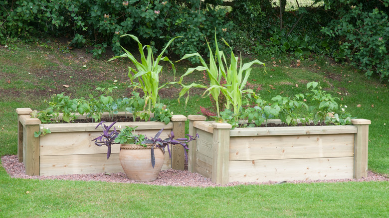 Raised garden beds with corn plants in them