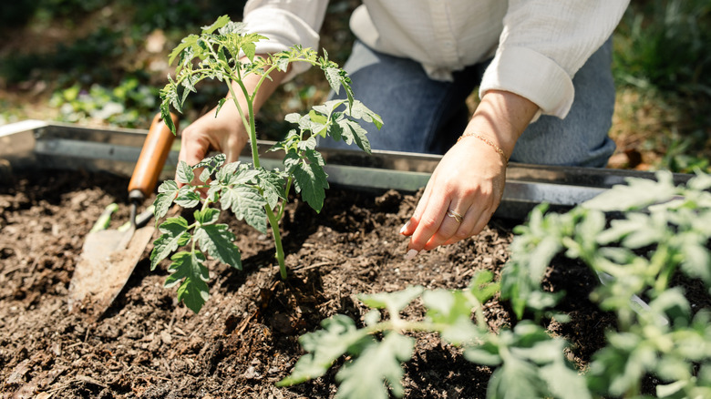 Gardener planting tomatoes in a raised bed