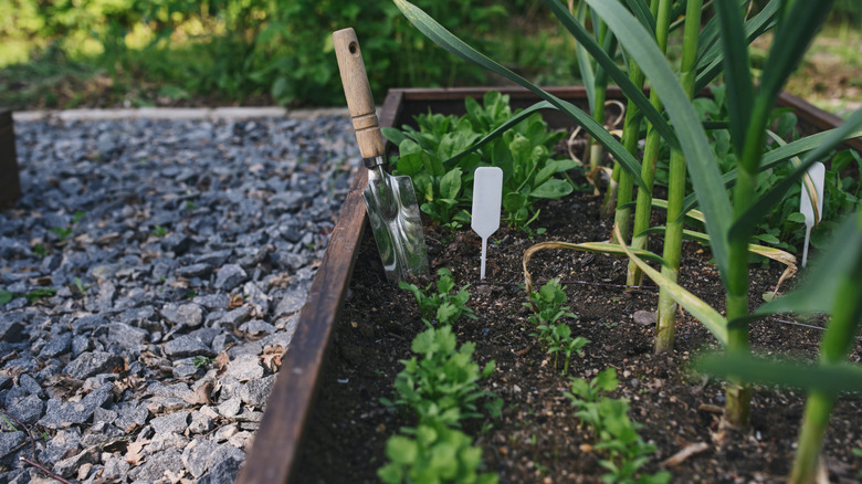 Raised garden with vegetables growing in it in the shade