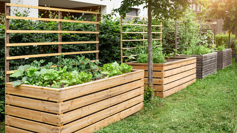 Multiple raised garden beds