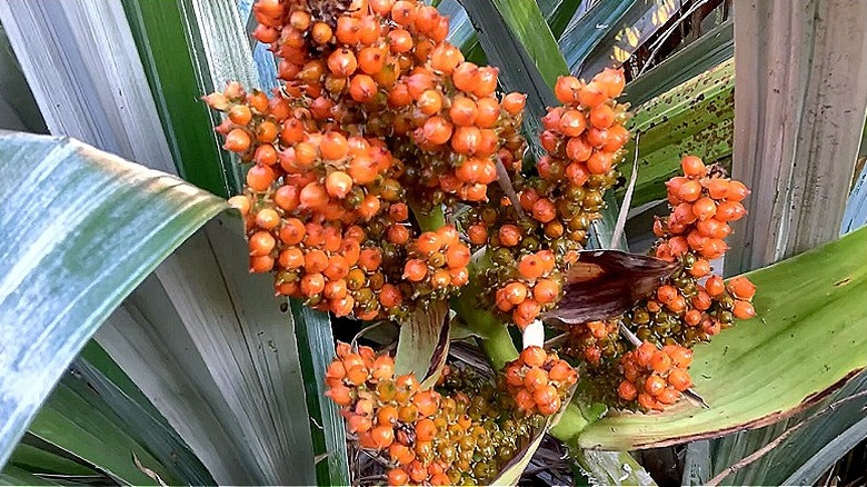 Orange berries of Astelia 'Silver Spear' in the fall
