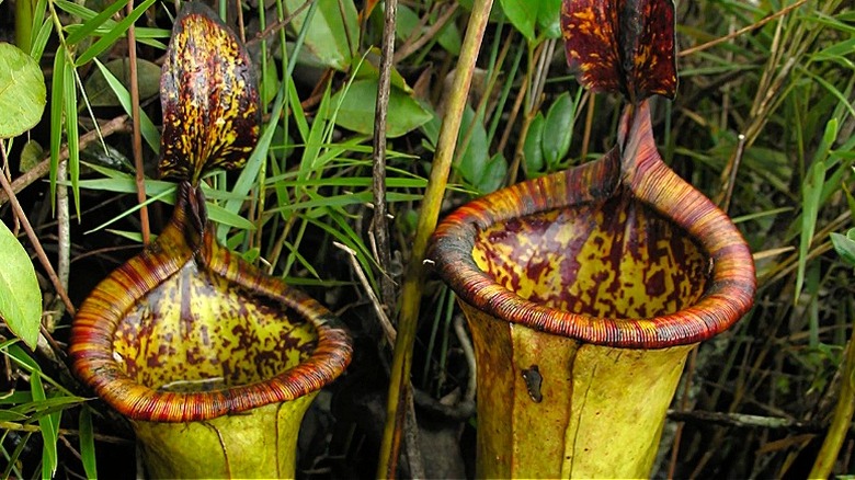 Attenborough's pitcher plants on Mount Victoria