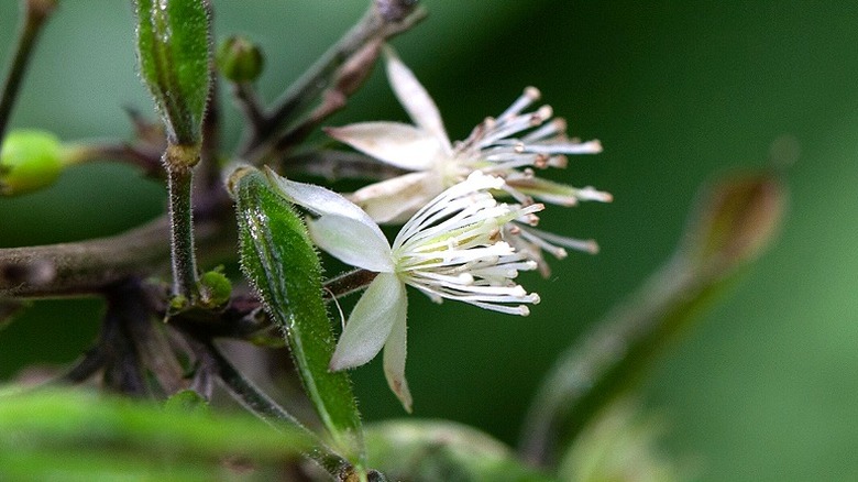 Beesia flowers blooming in the spring