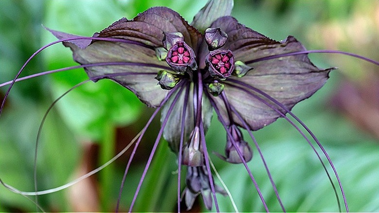 A black bat flower bud