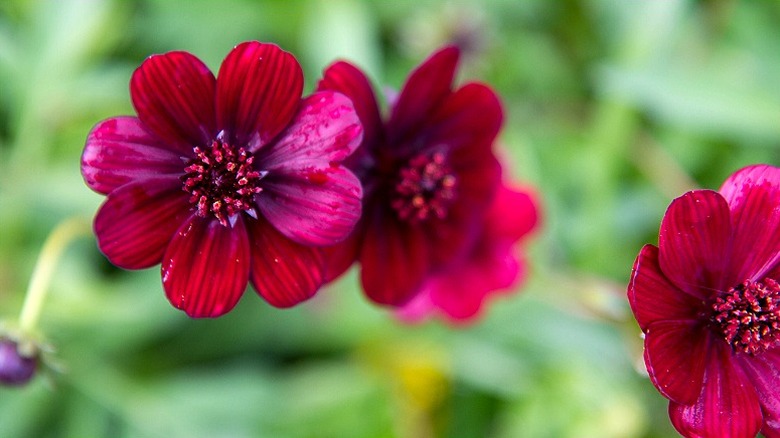 Chocolate cosmos buds