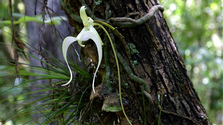 A ghost orchid attached to a tree