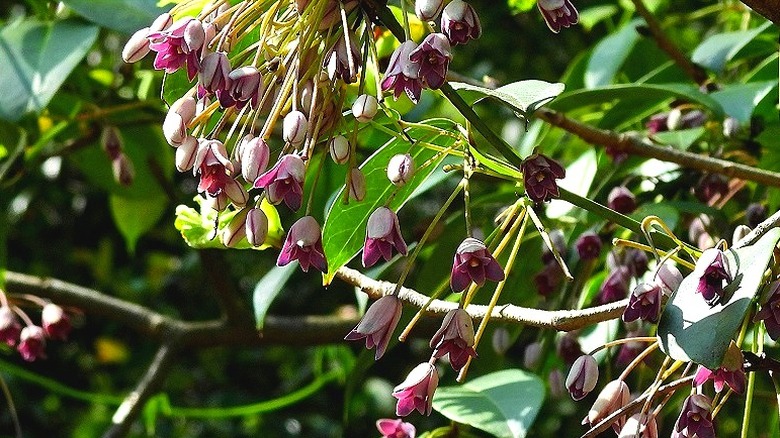 Holboellia or Stauntonia vine blossoms in the spring