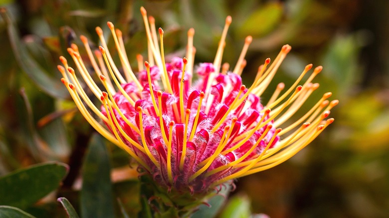Close-up of the head of a leucospermum flower