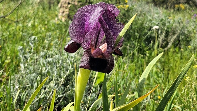 Split image of the Faqqua iris in a field