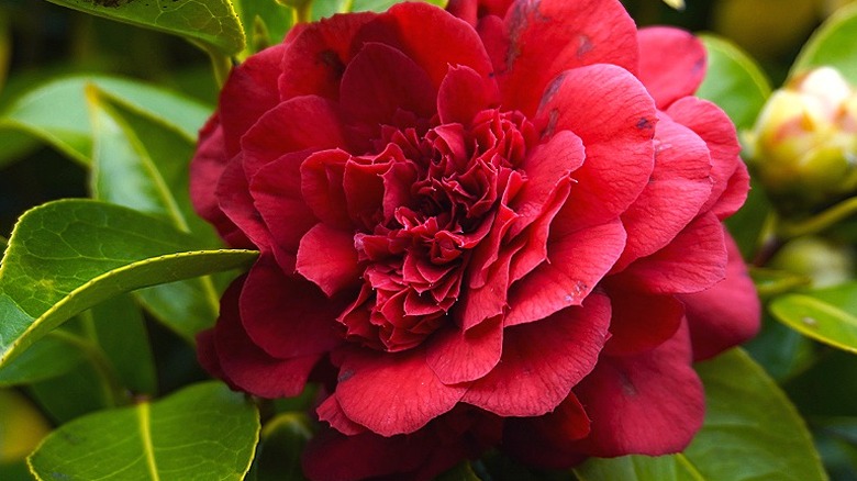 Middlemist's red camellia blooms in a garden