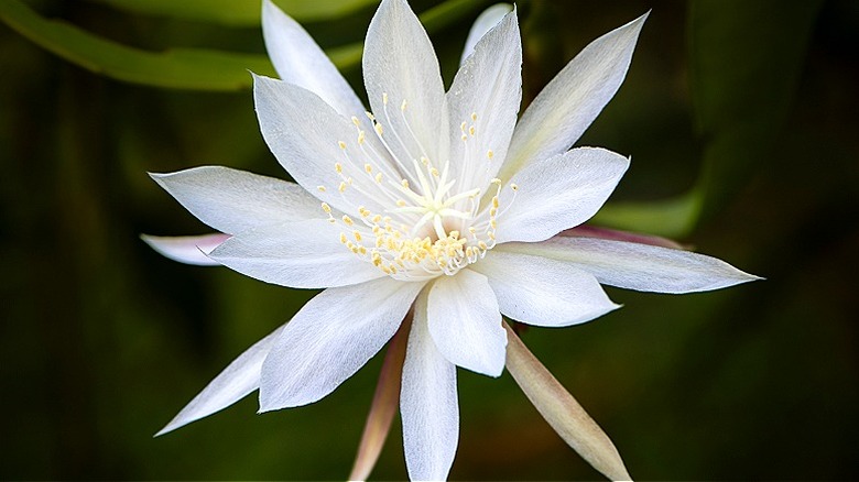 A queen of the night bud