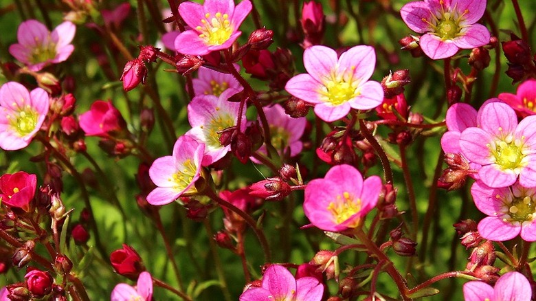 Saxifrage flowers blooming in the spring