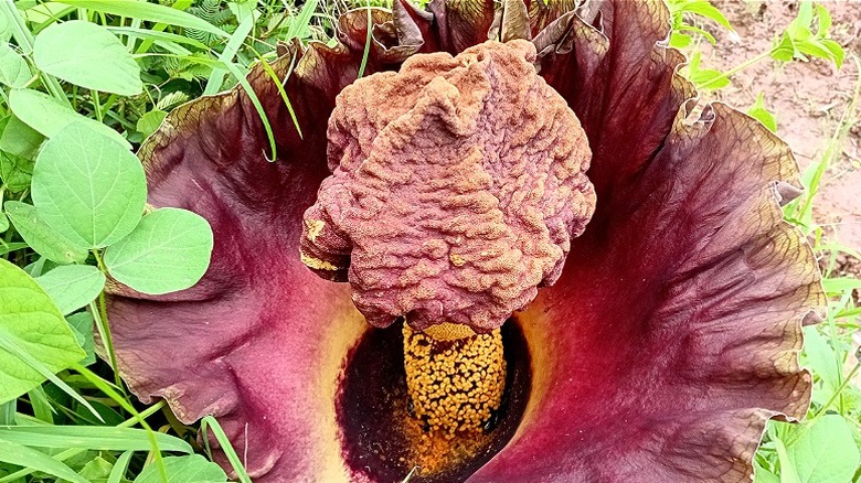 Amorphophallus titanum growing amongst the shrubbery