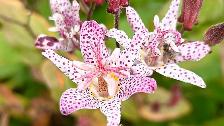 Tricyrtis hirta buds with a fly on them